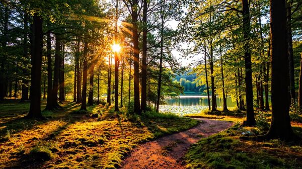 Top 5 campings pour des séjours mémorables en nature